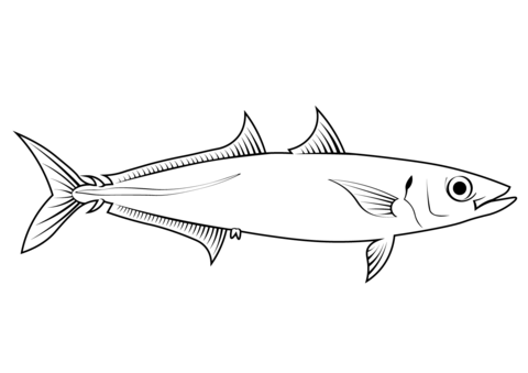 Mackerel Scad (Decapterus Macarellus) Coloring Page